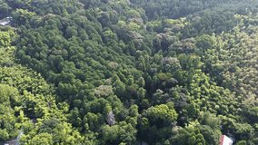 Aerial perspective of Fushimi Inari Shrine's torii gates peeking through lush forest canopy in Kyoto, Japan. - Powered by Shutterstock - Get 15% off with code: PIKWIZARD15