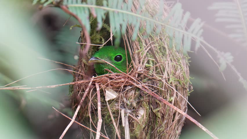 Calyptomena viridis mother bird incubates her eggs in a nest in a tree.