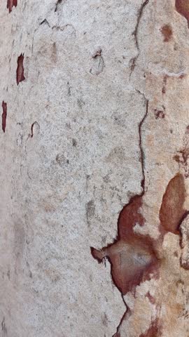 A woman in a blue dress sits on a large stone, under a tree, on the river bank. Park at Nong Nooch Botanical Garden. Filmed on April 10, 2023 in Sattahip District, Chon Buri, Thailand.