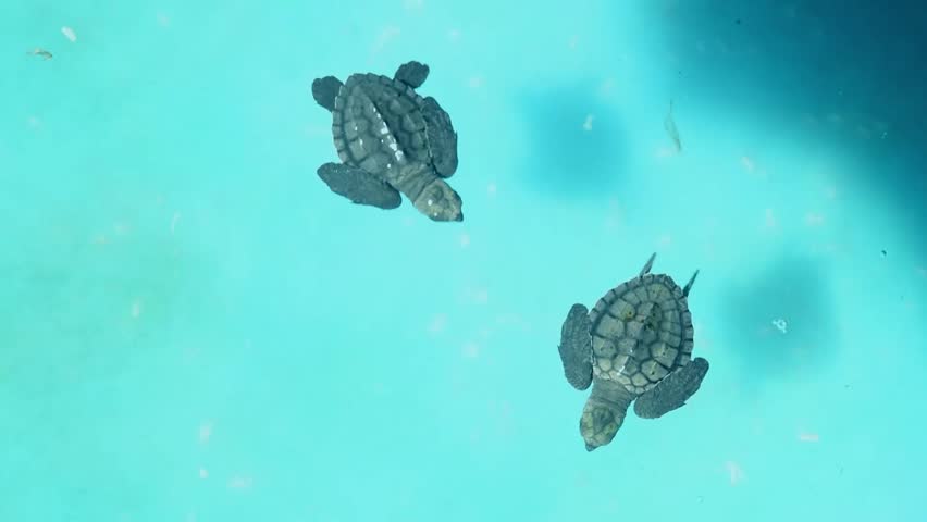 Footage of baby sea turtles (hatchlings) swimming in a conservation hatchery pool. The young turtles move actively in clear blue water, symbolizing wildlife protection, marine conservation.