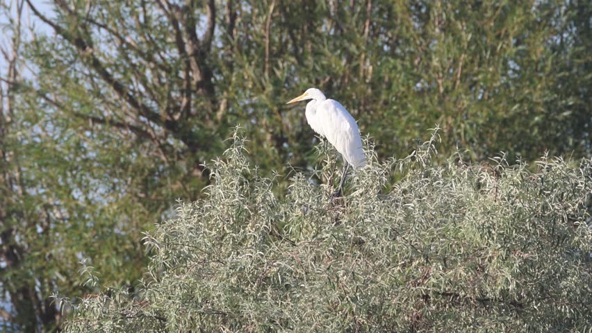 Great egret (Ardea alba) perched in a willow tree at Honey Lake Wildlife Area, Lassen County, California.