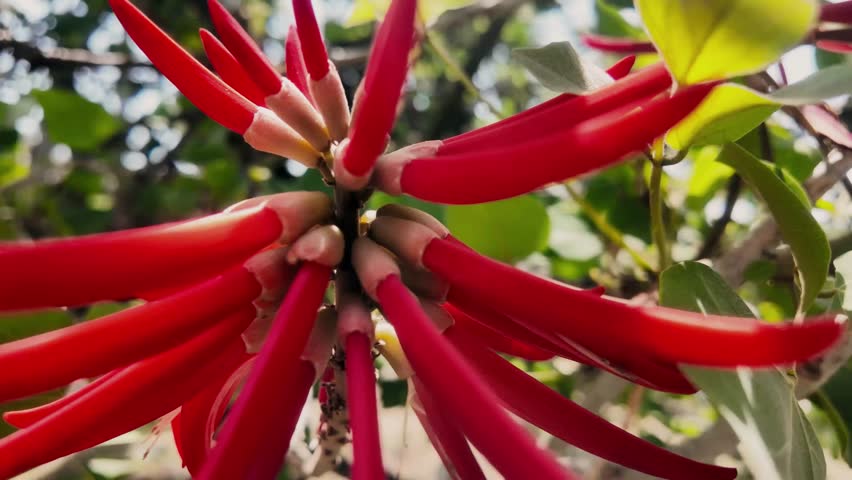 Close-up of a flower with large red petals, tropical blossom, exotic plant, vibrant nature, detailed floral texture, bright crimson bloom, botanical beauty, garden or rainforest flora scene