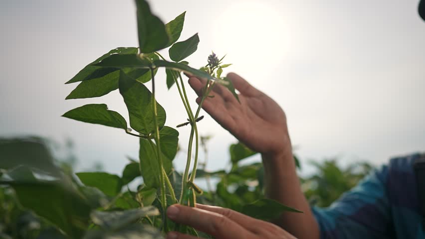 Farmer hand lifts soybean leaf for inspection. Crop condition checked in green field. Plant growth under agriculture control. Soybean leaf and stem in nature observed by hand of experienced farmer.