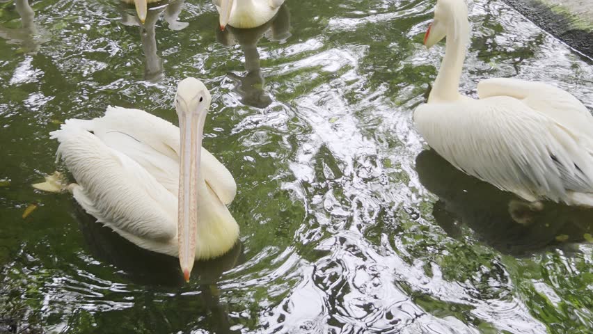 Great White Pelicans (Pelecanus onocrotalus), also known as Eastern White Pelicans or Rosy Pelicans, swimming in a pond.	
