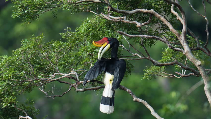 Rhinoceros hornbill (Buceros rhinoceros) are sunbathing and grooming in the tropical rainforest.