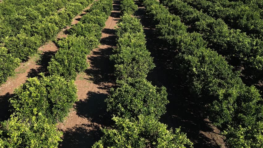 Aerial view of an orange plantation showing neat rows of orange trees with cultivated land between them.