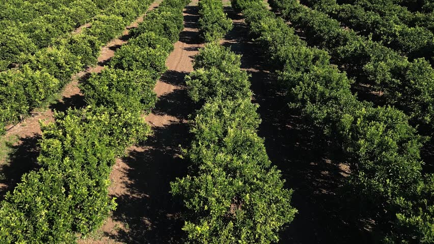 Aerial view of an orange plantation showing neat rows of orange trees with cultivated land between them.