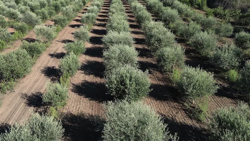 Aerial view of an olive plantation showing neat rows of olive trees and cultivated land between them
