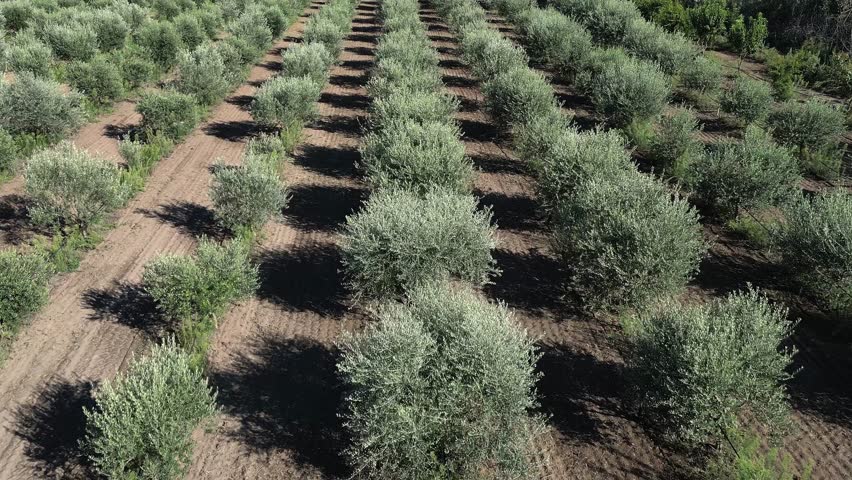 Aerial view of an olive plantation showing neat rows of olive trees and cultivated land between them