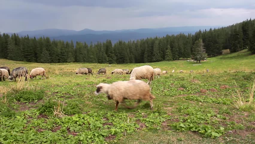 Flock of sheep walking and grazing on a green mountain meadow in summer. Pastoral landscape, rural and peaceful countryside scene.