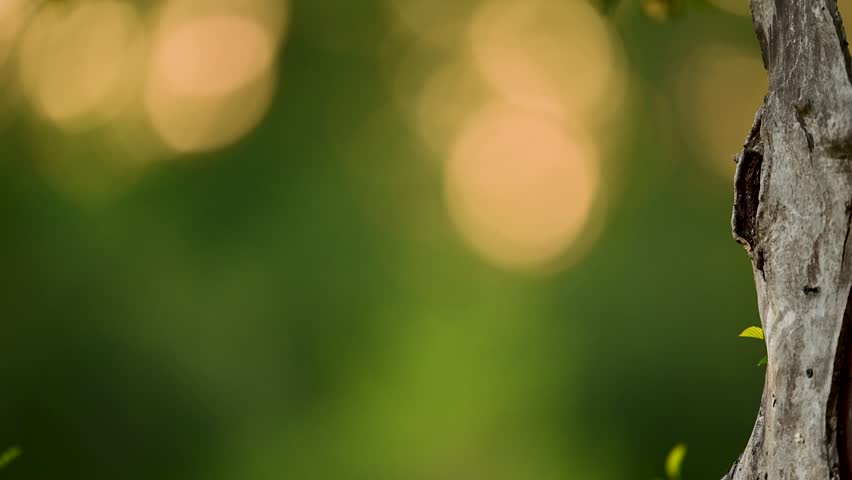 Eurasian hoopoe bird in early morning light ( Upupa epops )