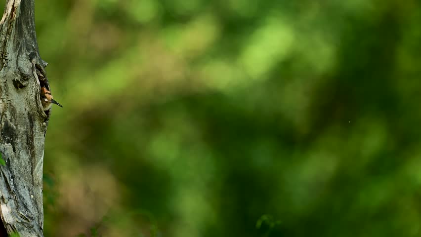 Eurasian hoopoe bird in early morning light ( Upupa epops )