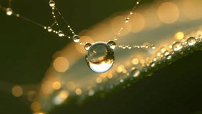 Close-up macro shot of sparkling dew drops on a delicate spider web, illuminated by the warm golden light of morning. Nature's beauty in a tranquil and serene setting, capturing the essence of a new d - Powered by Shutterstock - Get 15% off with code: PIKWIZARD15