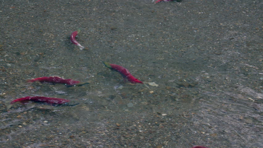 Sockeye salmon in a river of Alaska