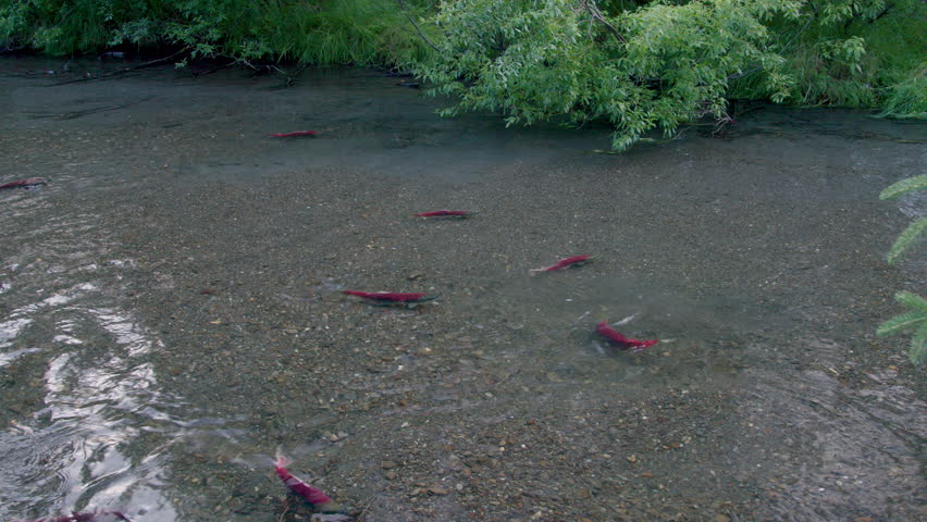 Sockeye salmon in a river of Alaska