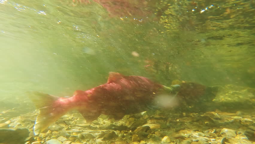 Sockeye salmon in Alaska river