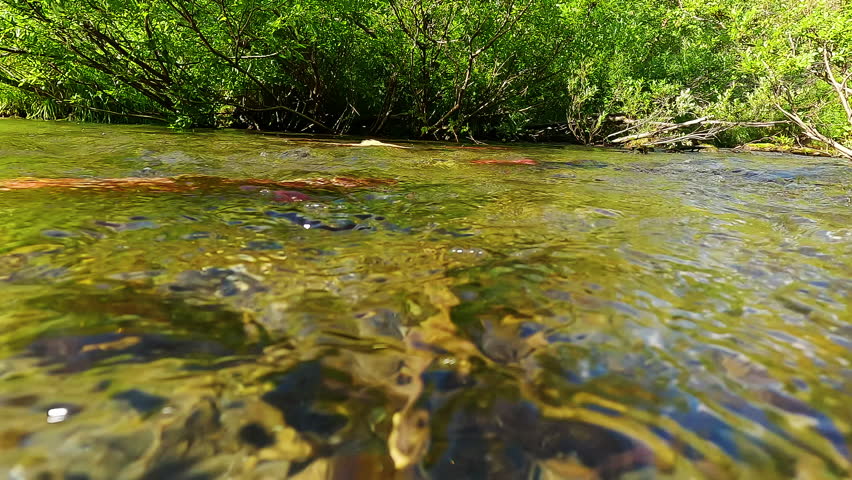 Sockeye salmon in Alaska river