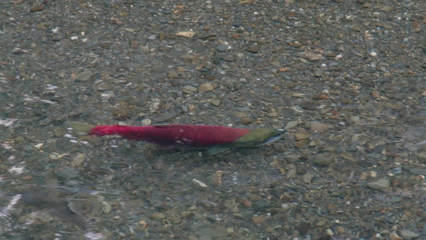 Sockeye salmon in Alaska river