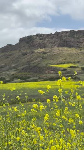 Vertical video of vibrant yellow wildflowers in full bloom across open fields with rocky California mountain cliffs in the background under a cloudy sky.