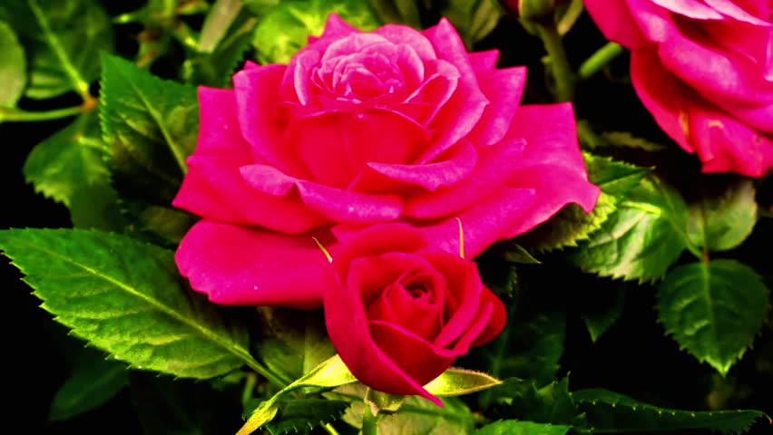 Beautiful pink rose opening in time-lapse. Symbol of love, romance, affection, and Valentine’s Day. Perfect floral background for gifts, greetings, and romantic celebrations.