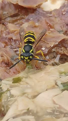 video of Yellow jacket eating 