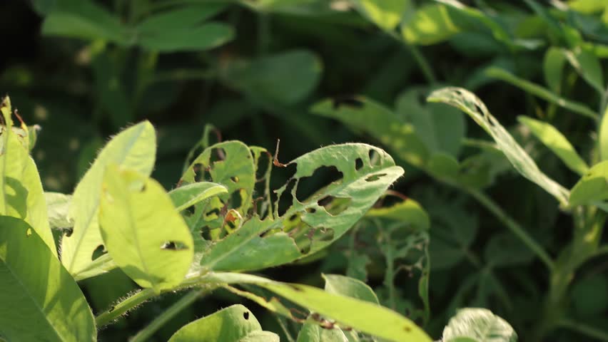 Close-up of soybean leaves damaged by insect pests in a natural farming environment. Symbolizing crop failure, agricultural challenges, and the impact of pests on soybean cultivation.