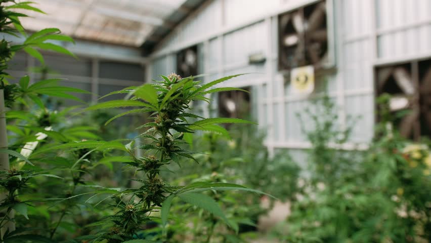 Cannabis plants growing in agricultural greenhouse, showcasing legal cultivation process within Thailand innovative farming landscape for medical and wellness purposes. Marijuana plantation on Phuket.
