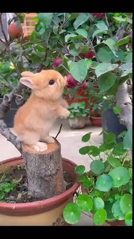 Adorable Baby Rabbit Standing on Trunk Reaching for Apple