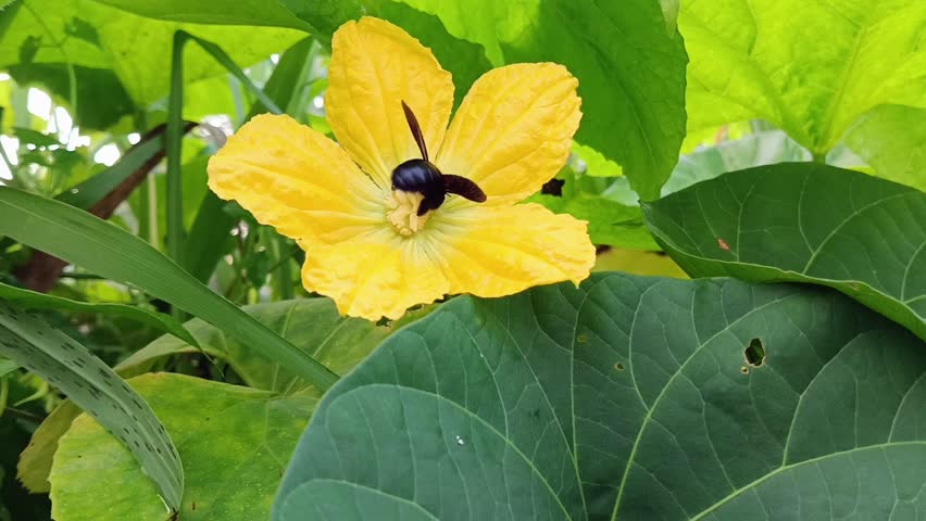 large black beetle wasp flying after catching honey from yellow pumpkin flowers
