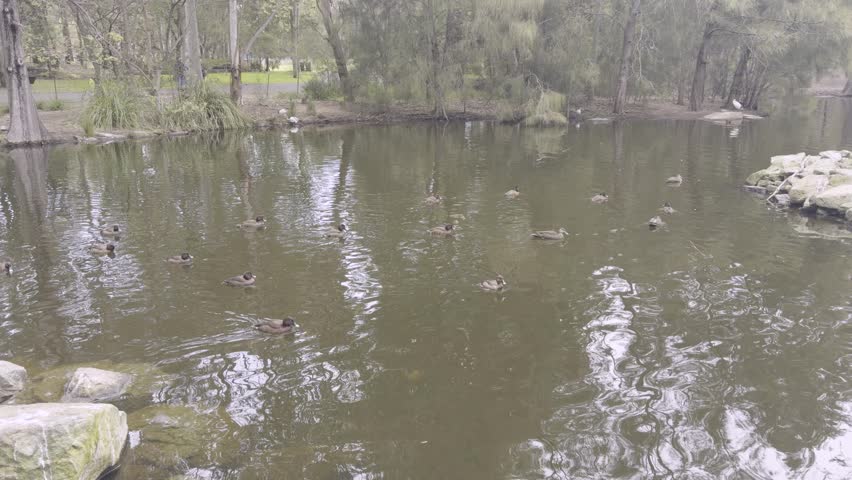 Footage of Ducks paddling near a small man made island in a lake at Central Gardens Reserve in the suburb of Merrylands in Western Sydney in New South Wales, Australia. 