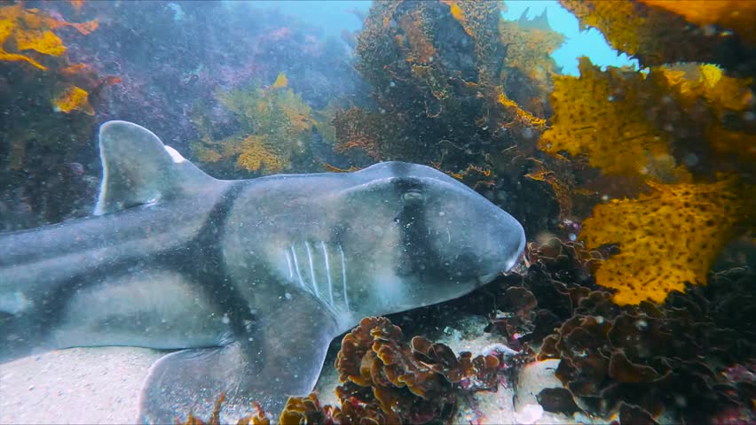 Video of a Port Jackson shark resting on the sandy seabed at Shelly Beach, Sydney, Australia.