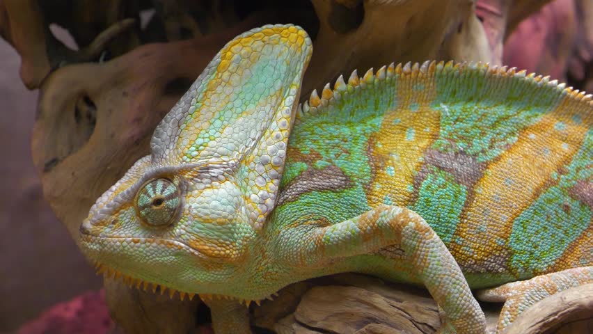 Beautiful chameleon sits on branch in terrarium. Chameleons or chamaeleons, family Chamaeleonidae, family of lizards adapted to an arboreal lifestyle. Known for their ability to change body color