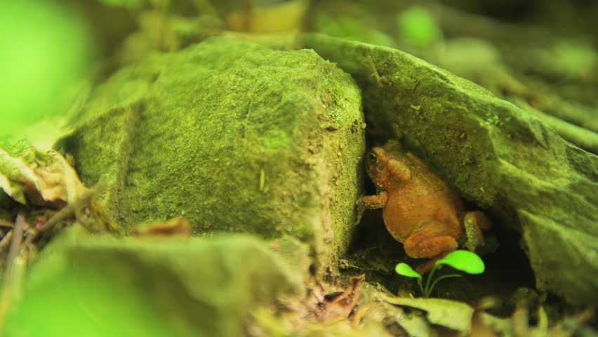 Eastern gray treefrog tree frog macro closeup hyla versicolor hiding under rocks in Wintergreen resort, Virginia mountain wild forest
