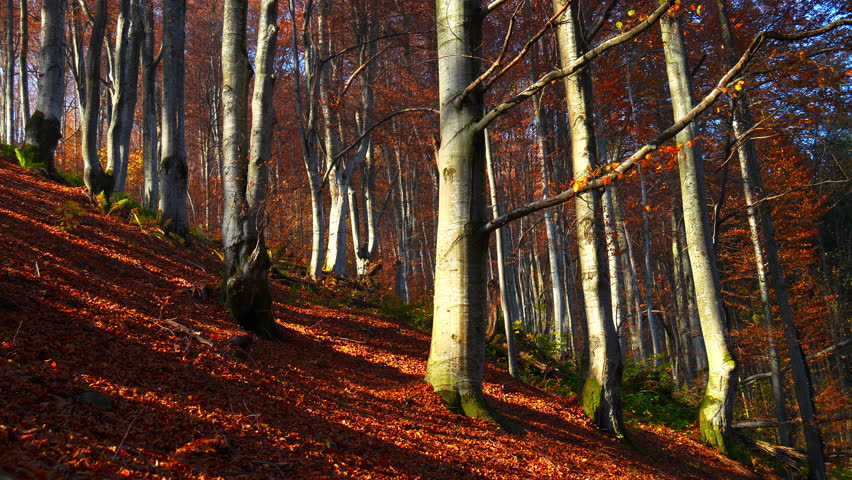 Dry leaves fall from the trees, Autumn forest full of colorful trees, Yellow and Orange leaves at October