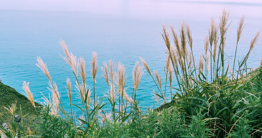 japanese plume grass  on the cape swaying in a wind