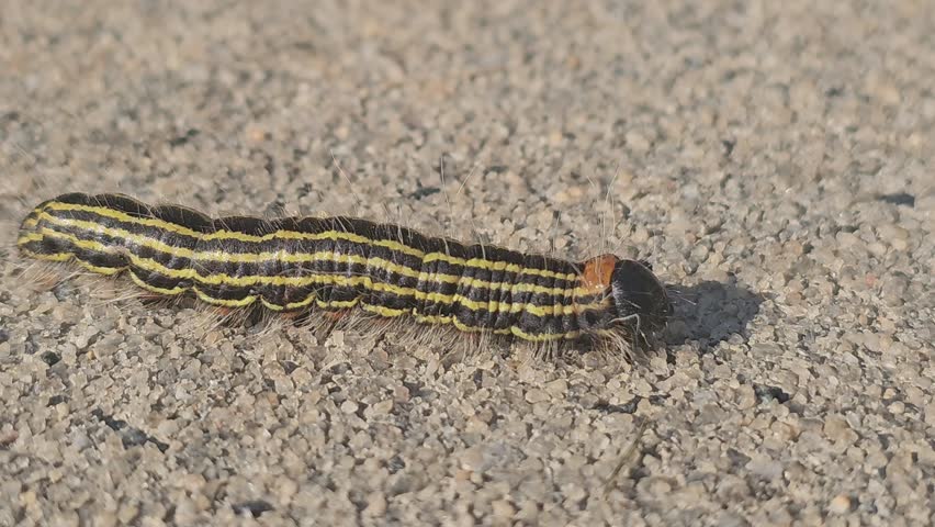 Close-up of a striped caterpillar crawling slowly on sandy ground in natural daylight.