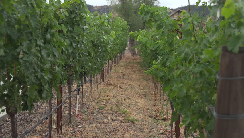Vineyard rows stretch across fertile land, symbolizing agriculture and winemaking tradition. Scene highlights viticulture, grape harvest, countryside lifestyle and global wine production culture