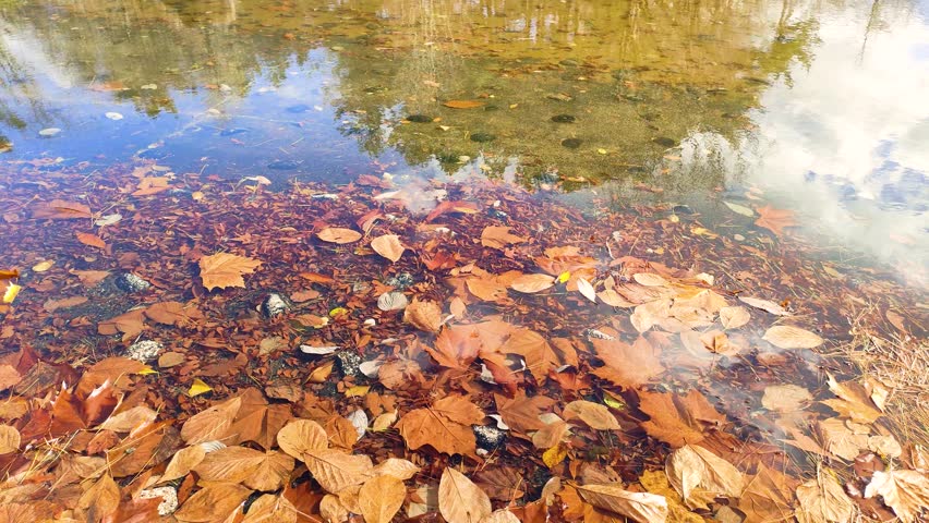 Fallen leaves and trees and clouds reflected on the water surface, panning
