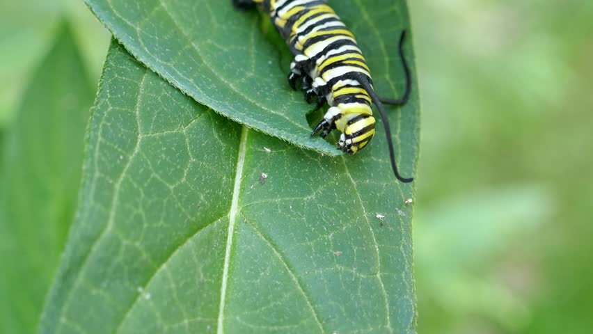 Monarch butterfly caterpillar eating layers of leaves