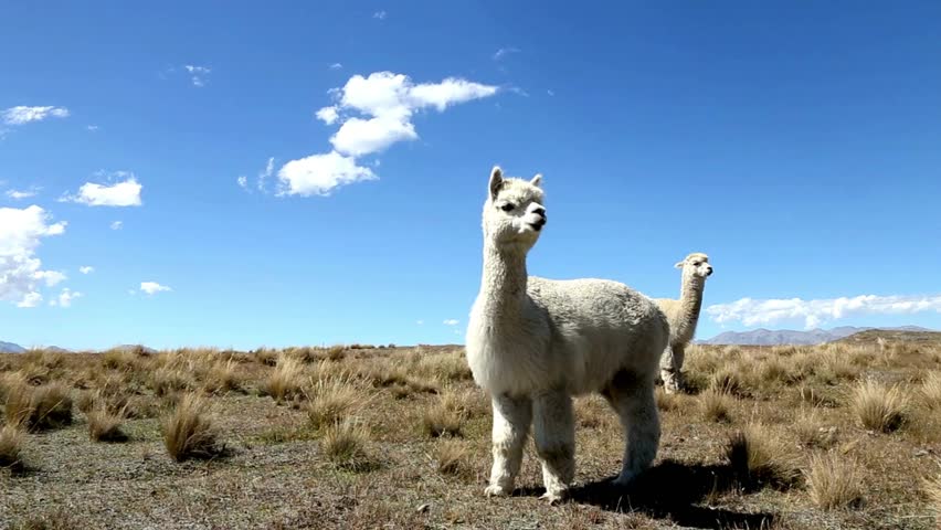 Two curious white alpacas stand in a vast, sunny highland steppe, a dry grassy plateau under a brilliant blue sky with scattered white clouds.