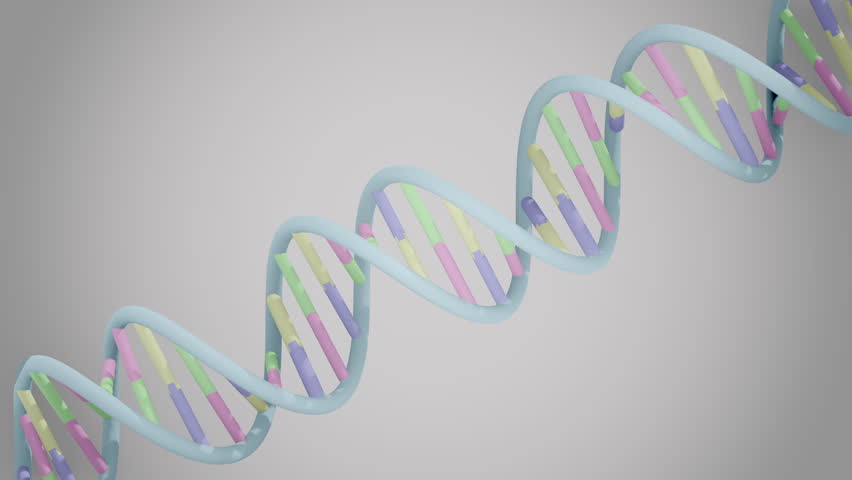 Animated 3D illustration of rotating DNA double helix with color-coded nucleotides Adenine, Thymine, Guanine, and Cytosine for biology, genetics, biotechnology, and science backgrounds.