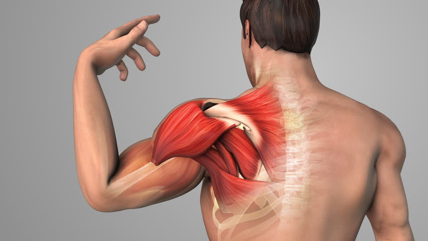 Inflamed Shoulder Muscle and Painful Joint