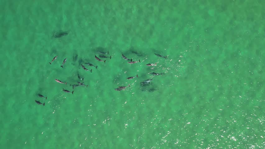Large pod of dolphins surface for air off the coast of Fingal Head with the Gold Coast skyline in the background, northern New South Wales, Australia