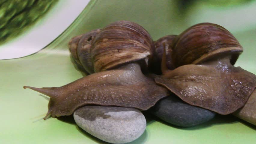 African giant snails Achatina close up