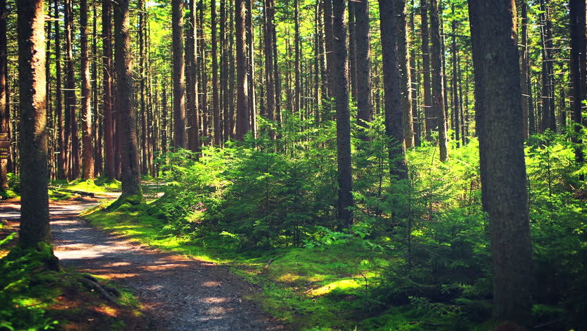 Gaudineer knob mountain of Monongahela national forest, West Virginia running jogging pov point of view at summer pine trees at Allegheny mountains