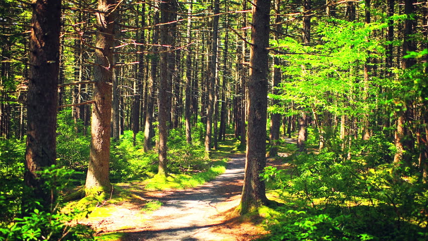 Gaudineer knob mountain of Monongahela national forest, West Virginia walking backwards pov point of view pine trees at Allegheny mountains sunrays