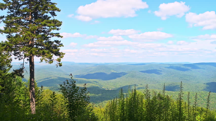 Gaudineer knob mountain of Monongahela national forest at Shavers Allegheny mountains scenic overlook with pine trees by summer rolling hills