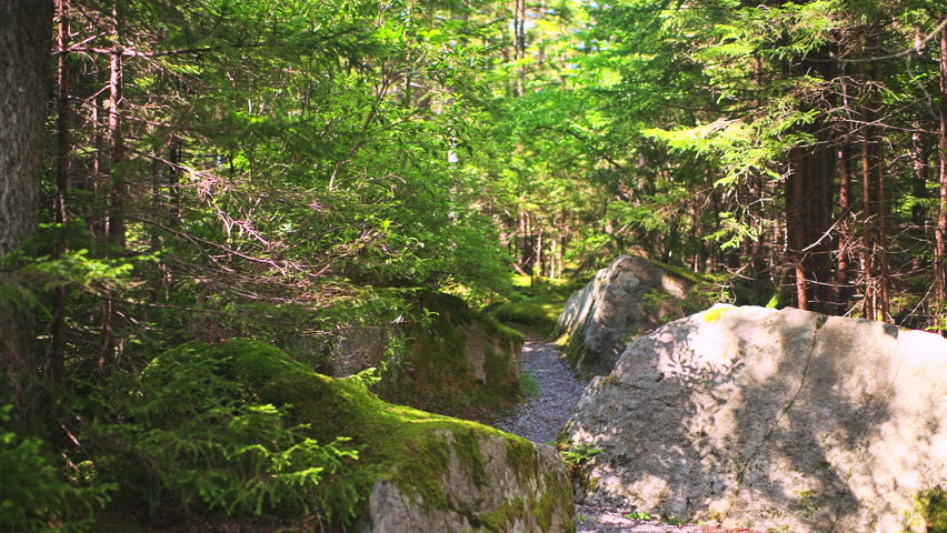 Gaudineer knob mountain of Monongahela national forest, West Virginia pov walking point of view at pine tree woods at Allegheny mountains sunrays