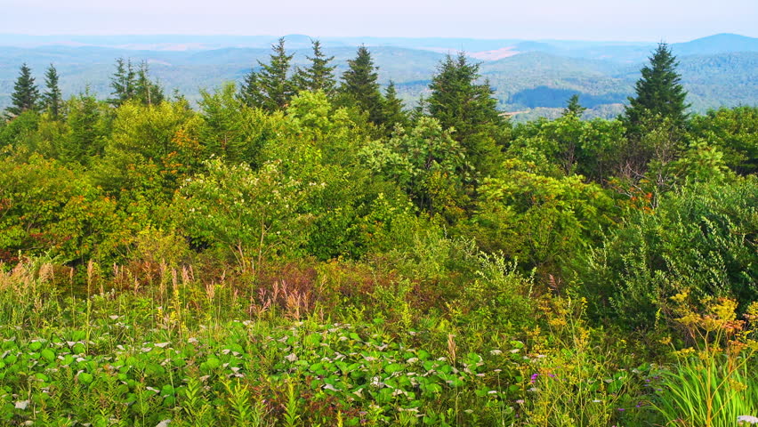 Spruce Knob overlook on Appalachian mountains valley, West Virginia at morning sunrise summer, wind windy weather plants shaking moving