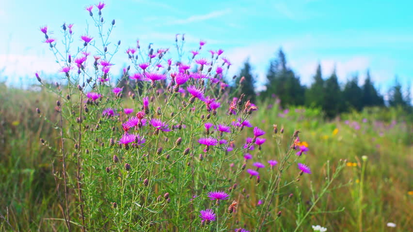 Spotted knapweed wild flowers wildflower bloom blossom at Spruce Knob Appalachian mountain field, West Virginia at summer sunrise